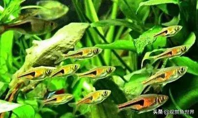 10大好养的热带鱼,第一月光鱼,第八孔雀鱼,你养了吗?