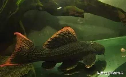 10大好养的热带鱼,第一月光鱼,第八孔雀鱼,你养了吗?