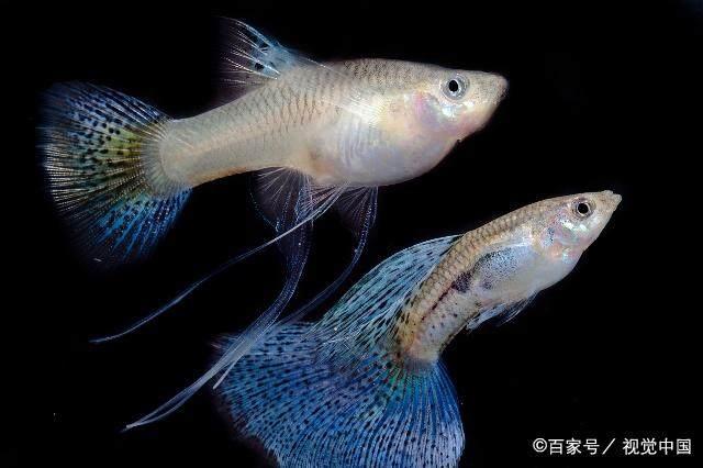热带鱼什么鱼最好养?十大好养热带鱼、养不死!